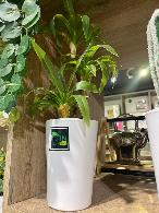 Plante décorative  Vert vif avec nuances plus claire