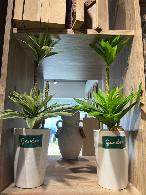 Plante décorative Vert nature