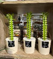 Plante décorative Cactus artificie