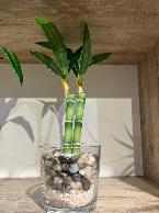 Plante décorative Vert naturel, longues et fine