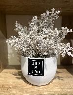 Plante décorative Blanc cassé / Cr�