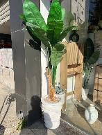Plante décorative Bananier décoratif à feuilles vert cl