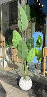 Plante décorative Bananier décoratif à feuilles vert cl