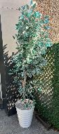 Plante décorative Ficus décoratif panac