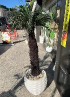 Plante décorative Palmier artificiel à tronc réali